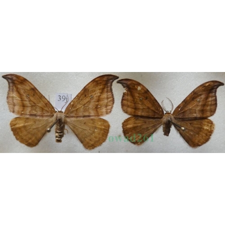 Drepana curvatula (Borkhausen, 1790) pair Wycinka zakrzywica Slovakia39j